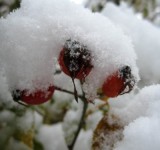 Первый снег накрыл плоды шиповника