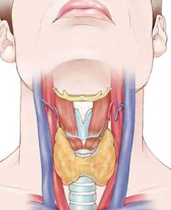 Народное средство лечения щитовидки