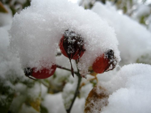 Первый снег накрыл плоды шиповника